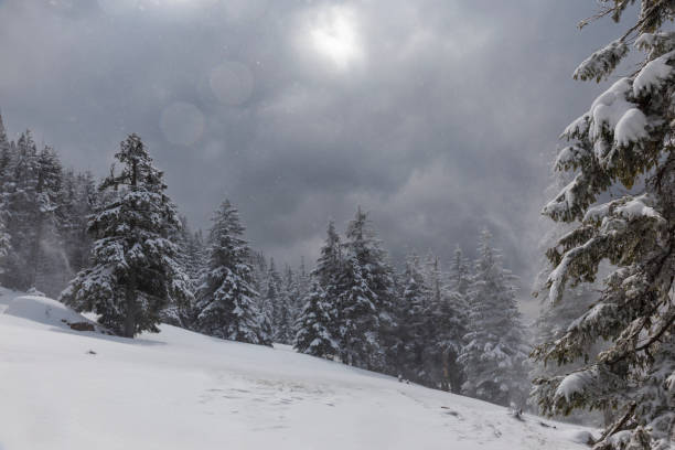 istock background landscape, mountain pine forest during a snow storm 1354405894