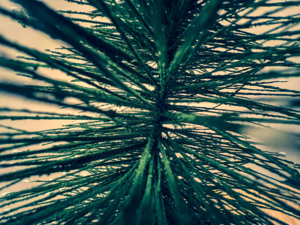 A macro image of the inside of a small Fir tree.