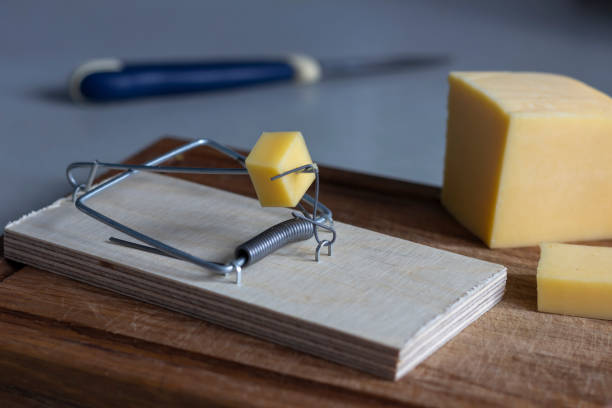 istock Free cheese as a catch, followed by a hidden trap and payback. 1354408359