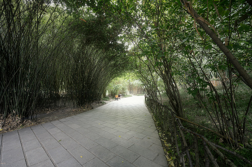 Bamboo forest and path shot in Chengdu in autumn afternoon