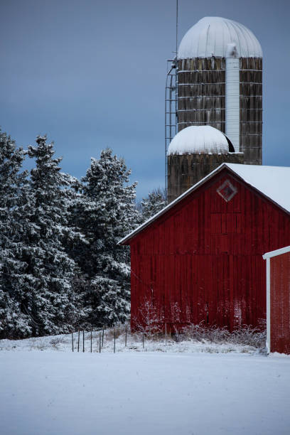 istock Central Wisconsin old red barn and silos next to snow covered pine trees 1354408940