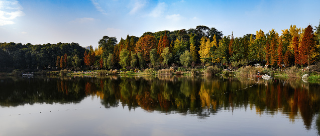It's sunny in autumn. Take photos of yellowish trees and boats by the lake in Chengdu