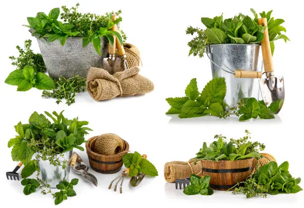 Collage mix set of Spicy herbs in basket. Gardening farming. Still life with fresh spice mint oregano and thyme. Isolated on white background.