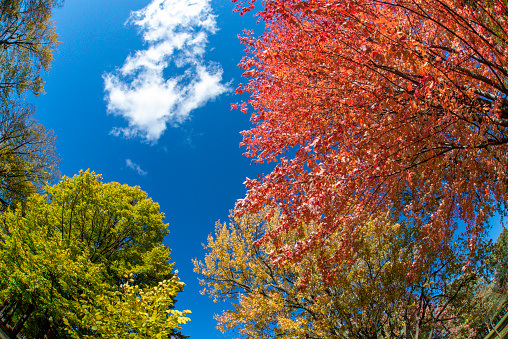 Ground view of treetops in autumn