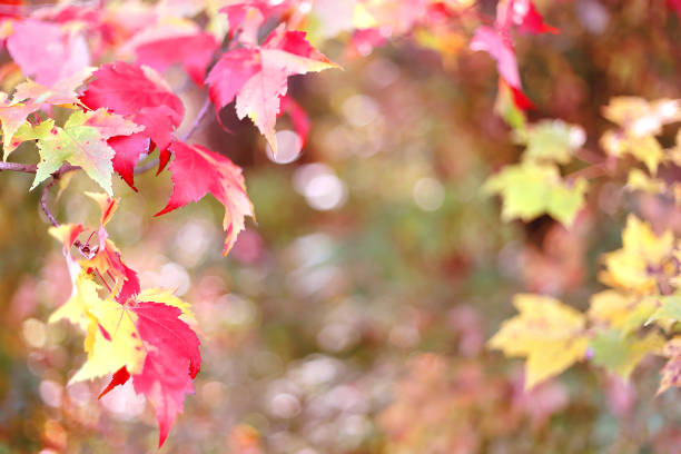 istock Sugar Maple Leaves Framing Autumn Nature Background 1354412153