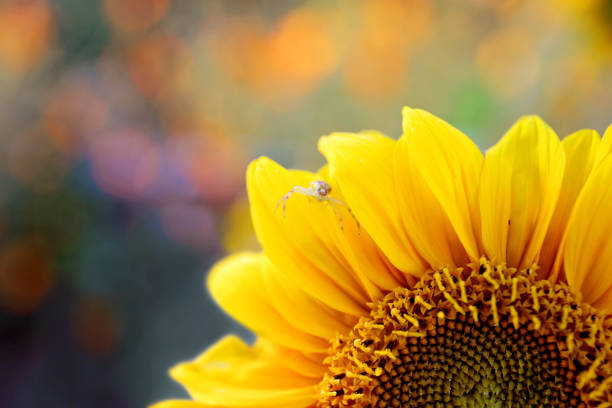 Closeup of a little white and red Crab Spider inside a large yellow Sunflower on a fall day.