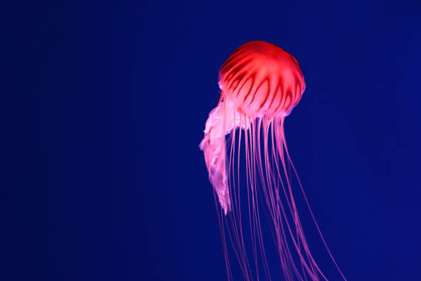 istock Bright red jellyfish on a dark blue background. 1354412381