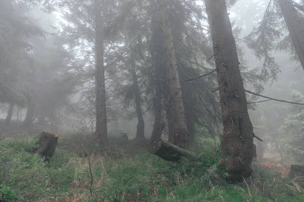 istock Fog in the forest, moody mountain coniferous forest 1354414509
