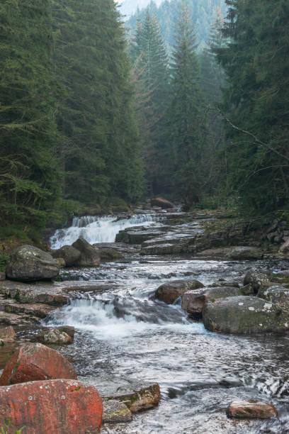 istock Mountain stream in the forest, Bile Labe, Krkonose, Czech Republic 1354414541