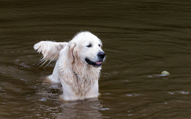 Golden retriever swimming in the lake.