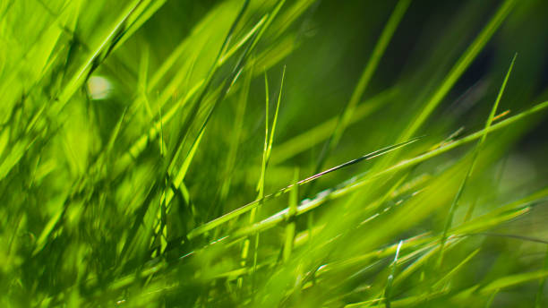 istock Macro of wild herbs 1354417029