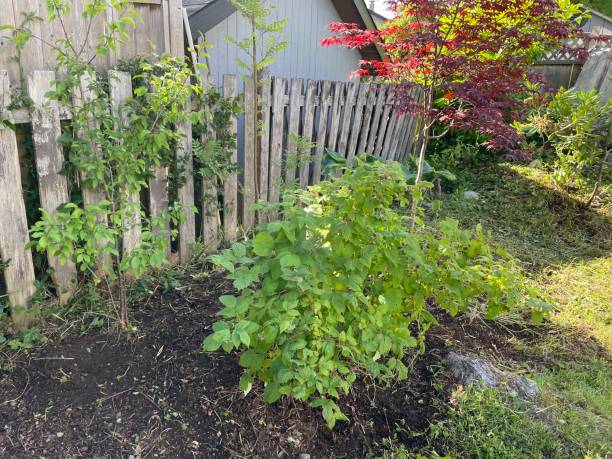 istock Hoeing weeds from bushes in backyard 1354419399