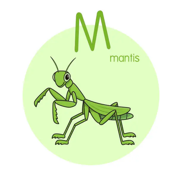 Vector illustration of Vector illustration of Mantis with alphabet letter M Upper case or capital letter for children learning practice ABC