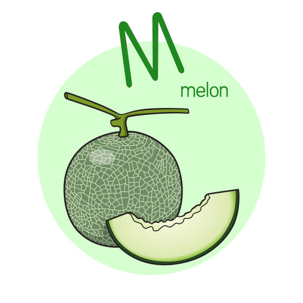 vektorillustration von melone mit buchstaben m groß- oder großbuchstabe für kinder lernpraxis abc - letter m alphabet food fruit stock-grafiken, -clipart, -cartoons und -symbole