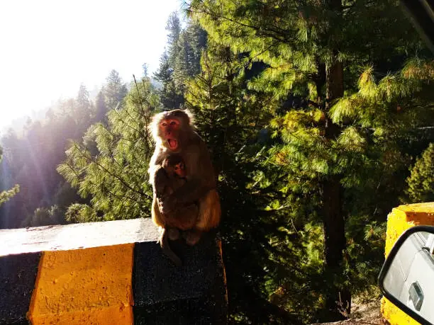 Mother monkey hugging her baby. Nathia Gali, Pakistan. Wild monkeys in Nathia Gali. Nathia Gali is a beautiful natural tourist spot in Pakistan. Monkeys found in the nearby  forest can be seen along the roadside. Wild monkeys seems as a tamed animal and they like to get the meal from the tourists.