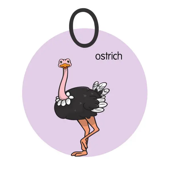 Vector illustration of Vector illustration of Ostrich with alphabet letter O Upper case or capital letter for children learning practice ABC