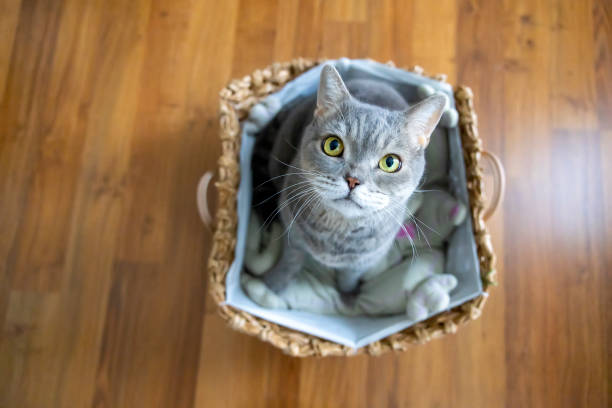 istock Big-headed obese cat, looking up in wicker basket 1354424684