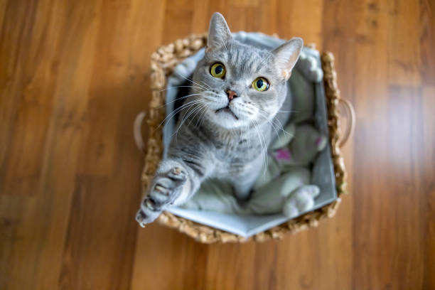 istock Big-headed obese cat, looking up in wicker basket 1354424686