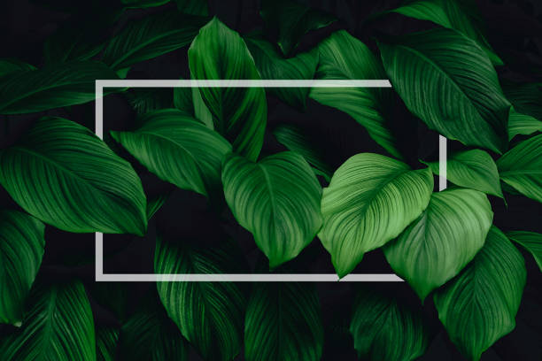 istock Spathiphyllum cannifolium concept, green abstract texture with white frame, natural background, tropical leaves in Asia and Thailand. 1354424730