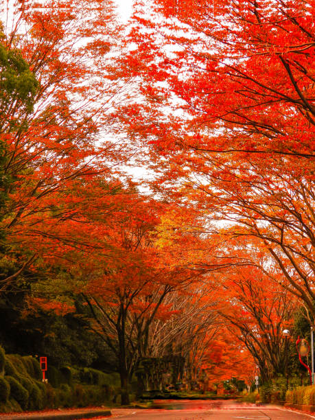 istock autum season with beautiful color 1354424753