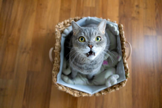 istock Big-headed obese cat, looking up in wicker basket 1354425026