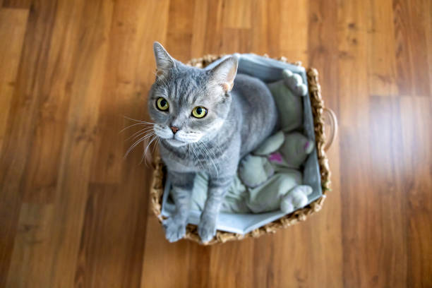 istock Big-headed obese cat, looking up in wicker basket 1354425028