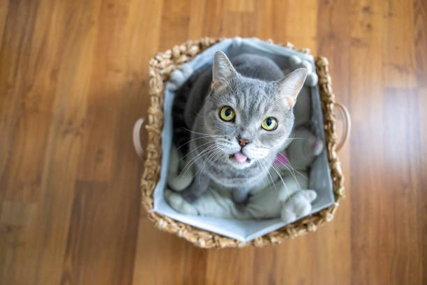 istock Big-headed obese cat, looking up in wicker basket 1354425086