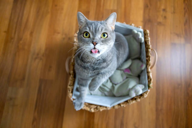 istock Big-headed obese cat, looking up in wicker basket 1354425087