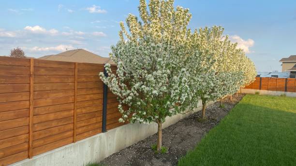 Blooming Ornamental snow crab trees along fence