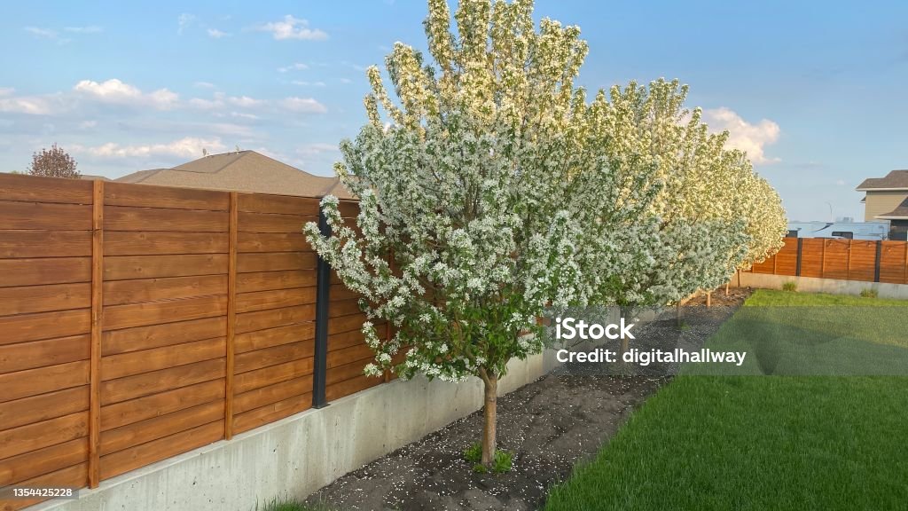 Blooming Ornamental snow crab trees along fence Blooming Ornamental snow crab trees along a cedar fence Fence Stock Photo