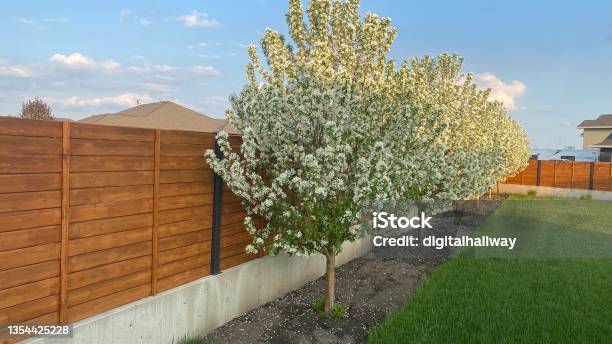 Blooming Ornamental Snow Crab Trees Along Fence Stock Photo - Download Image Now - Fence, Back Yard, Tree