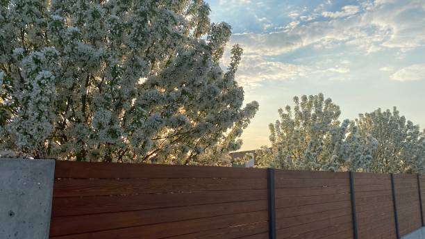 istock Ornamental snow crab tree lining a cedar fence 1354425262