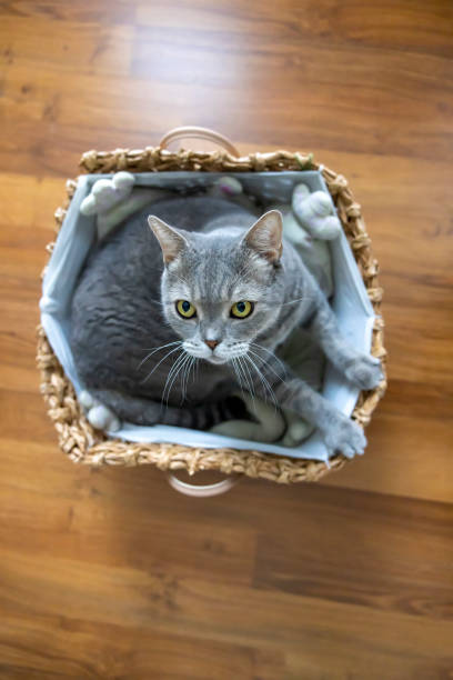 istock Big-headed obese cat, looking up in wicker basket 1354426686