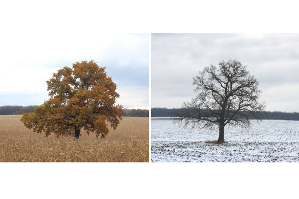 istock Beautiful collage with tree in autumn and the same tree in winter for calendar 1354426769