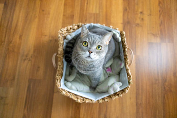 istock Big-headed obese cat, looking up in wicker basket 1354427096