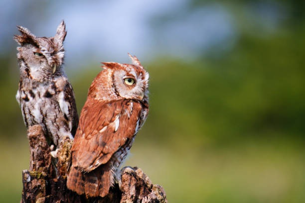 belles photos de 2 hiboux grands grands -ducs adultes (megascops asio) - red owl screech owl animal photos et images de collection