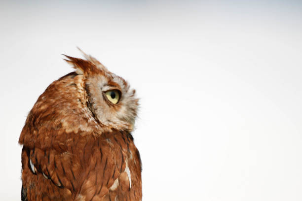 belles photos de 2 hiboux grands grands -ducs adultes (megascops asio) - red owl screech owl animal photos et images de collection