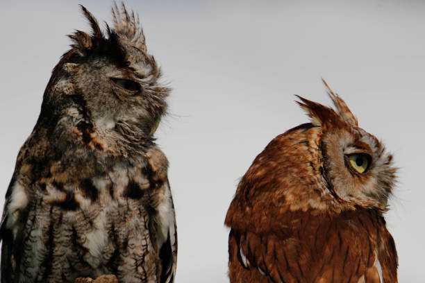 belles photos de 2 hiboux grands grands -ducs adultes (megascops asio) - red owl screech owl animal photos et images de collection