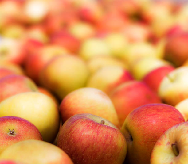 istock Close up of freshly picked apples for harvest 1354429456