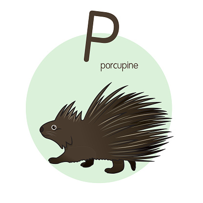 Vector illustration of Porcupine with alphabet letter P Upper case or capital letter for children learning practice ABC