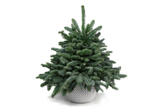 istock herringbone made from natural branches of nobilis 1354430961
