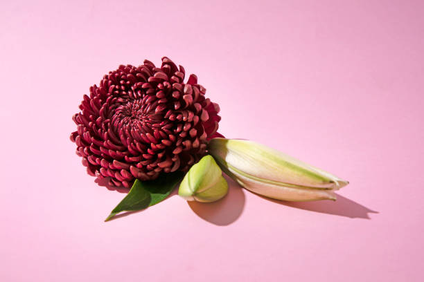 istock Tropical flowers on pastel pink paper  background. 1354431100