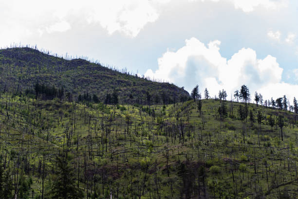 istock low angle view of the mountains with clouds with fresh grass and burned trees 1354431303