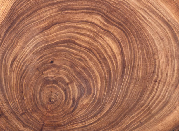 istock brown background and texture Cross section of tree trunk showing growth rings 1354431714