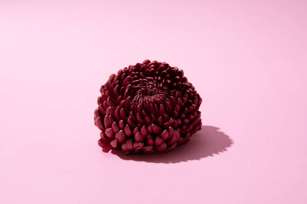 istock Tropical flowers on pastel pink paper  background. 1354433018