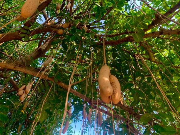 Колбасное дерево (87 фото) - фото - картинки и рисунки: скачать бесплатно