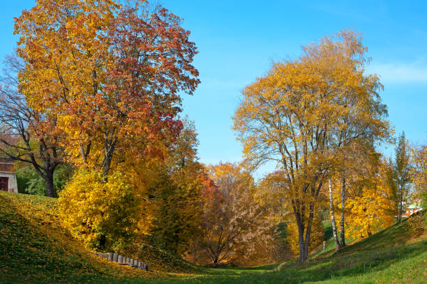 Autumn park on a sunny day stock photo