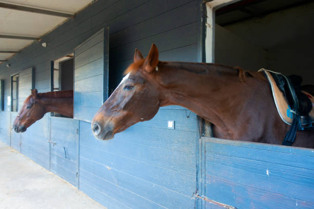 istock A magnificent horse stands in the barn 1354435356