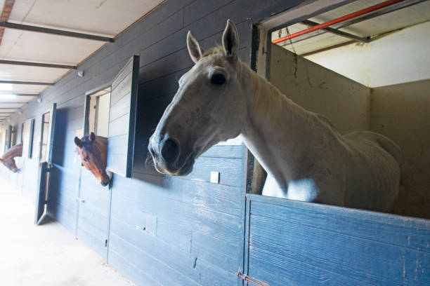 istock A magnificent horse stands in the barn 1354435424