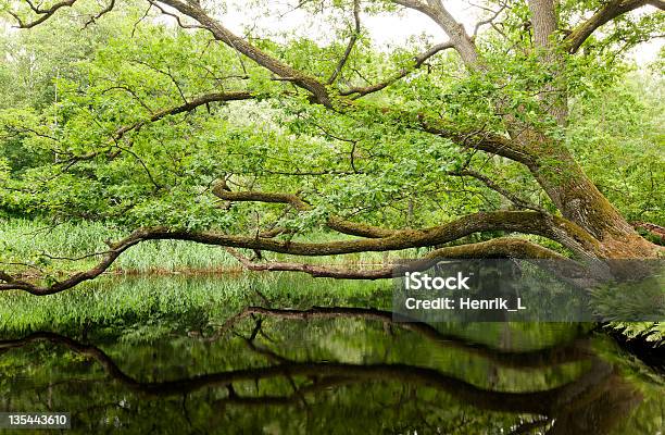 明るい太陽の光輝くでオークの葉 - まぶしいのストックフォトや画像を多数ご用意 - まぶしい, オークの木, オーク林